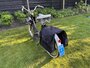 Solex 